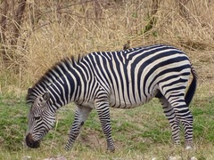 Equus quagga crawshayi