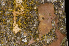 Flavoplaca flavocitrina