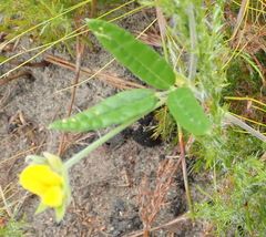 Rhynchosia chrysoscias