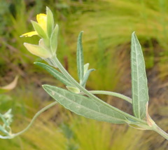 Rhynchosia chrysoscias