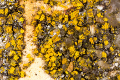 Flavoplaca flavocitrina