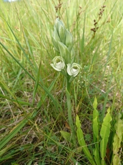 Chloraea membranacea