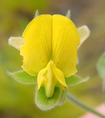 Rhynchosia chrysoscias