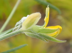 Rhynchosia chrysoscias