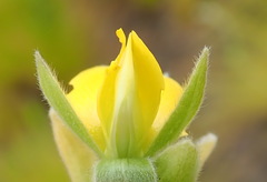 Rhynchosia chrysoscias