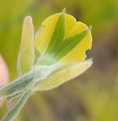 Rhynchosia chrysoscias