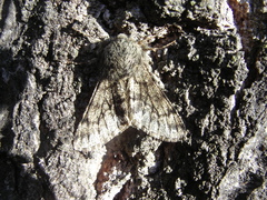 Apocheima hispidaria