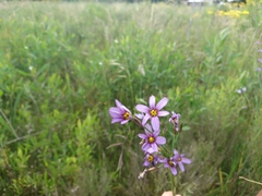Sisyrinchium platense