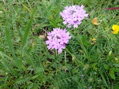 Glandularia dissecta