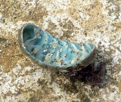 Chiton marmoratus