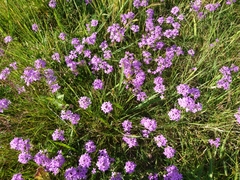 Glandularia dissecta