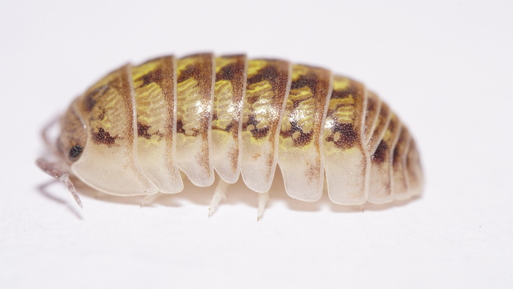 Fallacious Pill Woodlouse