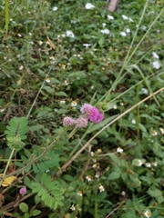 Mimosa diplotricha