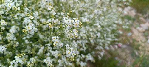Image of Crambe orientalis by (c) Elizaveta Ignatieva, some rights reserved (CC BY)