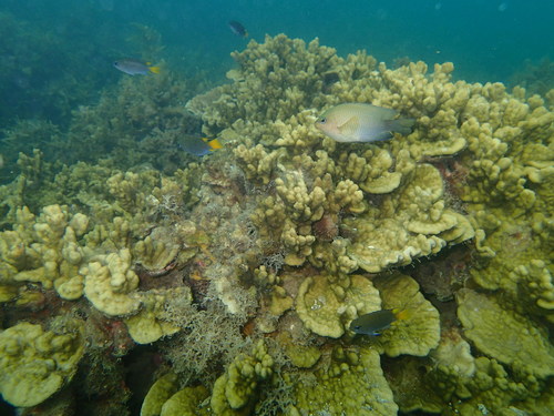Plectroglyphidodon fasciolatus