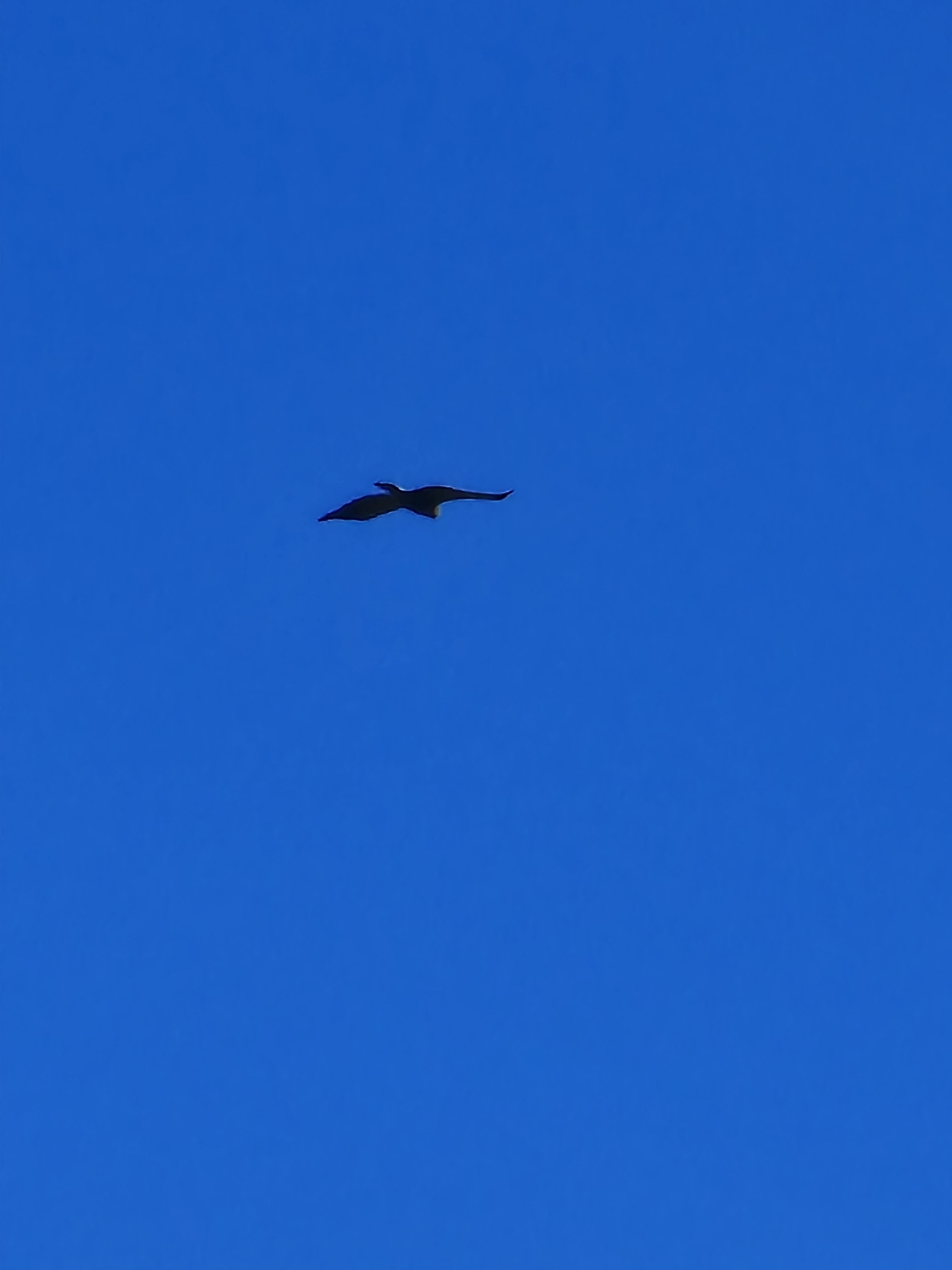 Lesser Spotted Eagle