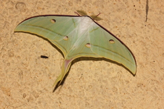 Actias selene