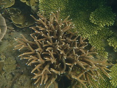 Acroporidae