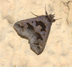 Tephriopis divulsa