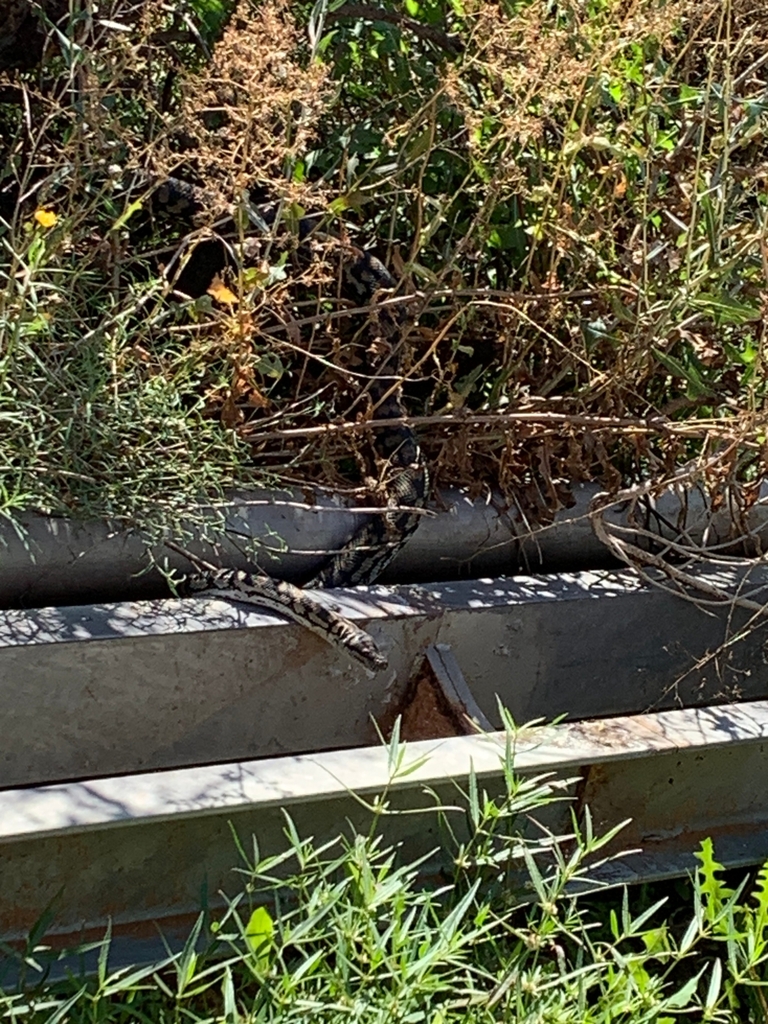Inland carpet python from pyap sa 5333 australia on april 18 2023 at