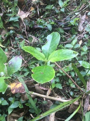 Coprosma macrocarpa minor