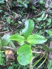 Coprosma macrocarpa minor
