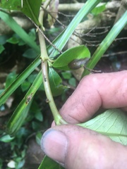 Coprosma macrocarpa minor