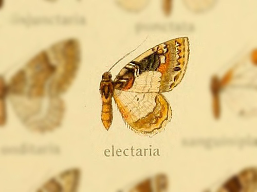 Laciniodes electaria