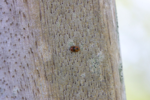 Spotted Marsh Ladybird, Warmond, Nederland, photo 8 of 10