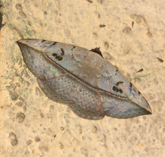 Hypopyra vespertilio