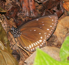 Euploea klugii