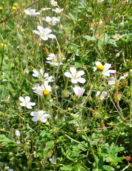 Geranium ornithopodon