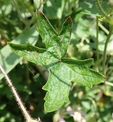 Geranium ornithopodon