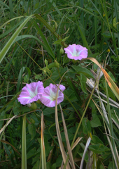 Calystegia sepium roseata