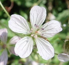 Geranium ornithopodon