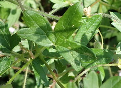 Geranium ornithopodon