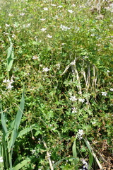 Geranium ornithopodon