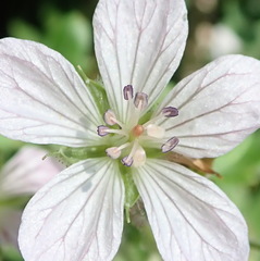 Geranium ornithopodon