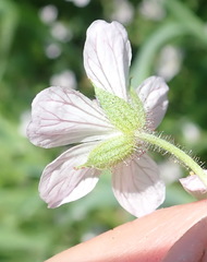 Geranium ornithopodon