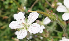 Geranium ornithopodon