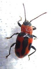 Ancylopus pictus