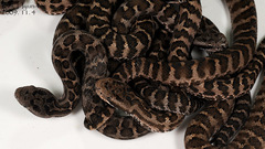 Gloydius intermedius