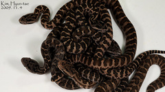 Gloydius intermedius