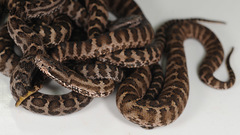 Gloydius intermedius