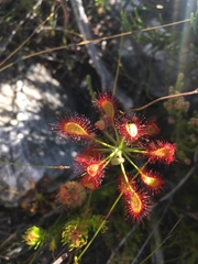 Drosera glabripes