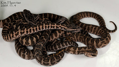 Gloydius intermedius