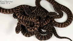 Gloydius intermedius