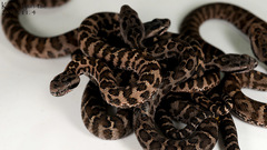 Gloydius intermedius