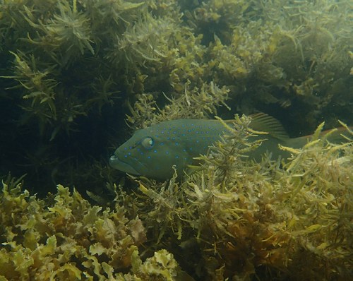 Plectropomus maculatus