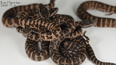 Gloydius intermedius